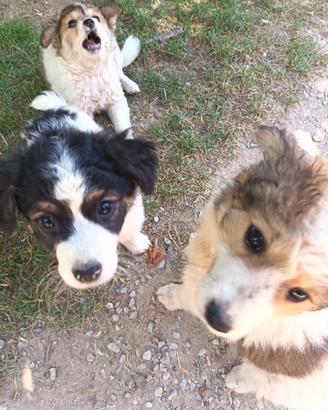 Cuccioli meticcio