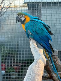 Pappagallo ara ararauna maschio selvatico