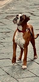 Cane boxer