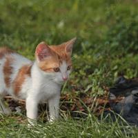 Gatto rosso femmina