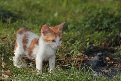 Gatto rosso femmina