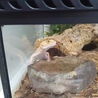 Teka + geco leopardino albino femmina
