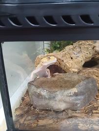 Teka + geco leopardino albino femmina