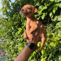 Cuccioli di Pinscher rossi