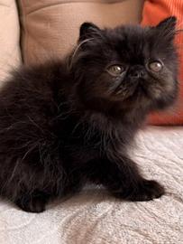 Cuccioli di gatto persiano