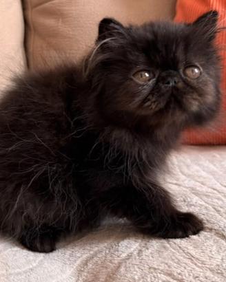 Cuccioli di gatto persiano