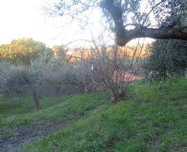 Terreno con 100 piante di ulivi posizione centrale