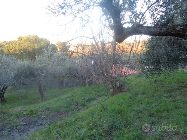 Terreno con 100 piante di ulivi posizione centrale