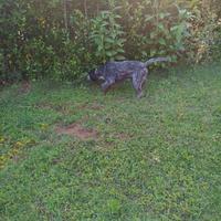Cane da caccia