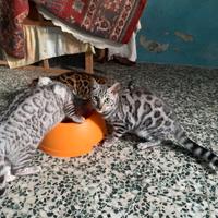 Cuccioli gatto Bengala maschi