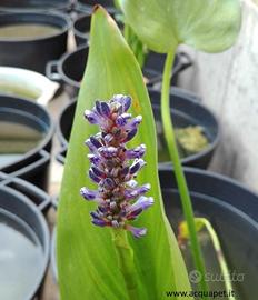 Pontederia lanceolata pianta per laghetto