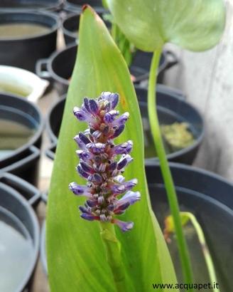Pontederia lanceolata pianta per laghetto