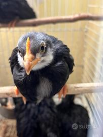 Pulcini razza ornamentale ovaioli livorno neroblu