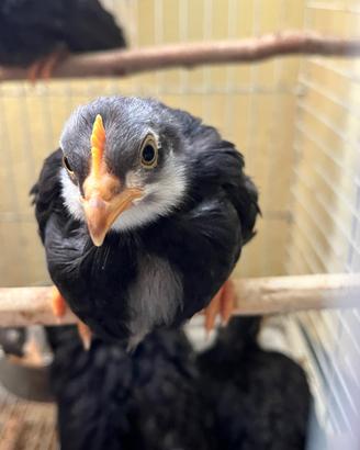 Pulcini razza ornamentale ovaioli livorno neroblu