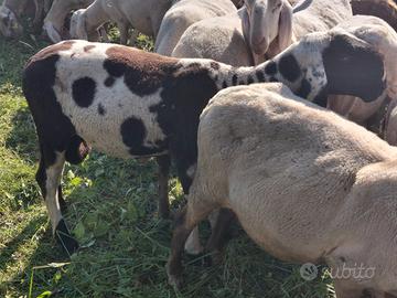 Montone ariete bergamasco arr arr