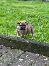 American Bully esotic