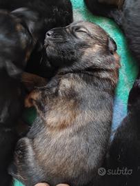 Cucciolata pastore tedesco disponibile