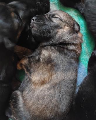 Cucciolata pastore tedesco disponibile