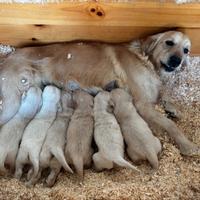 Cuccioli di Golden Retriever nati il 12 febbraio