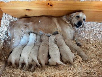 Cuccioli di Golden Retriever nati il 12 febbraio