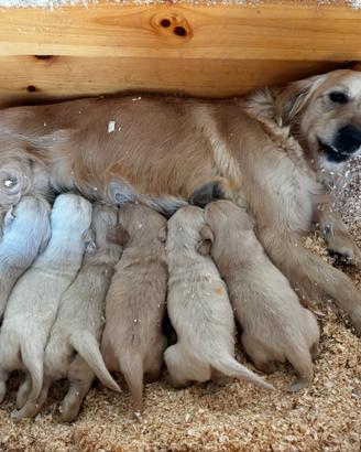 Cuccioli di Golden Retriever nati il 12 febbraio