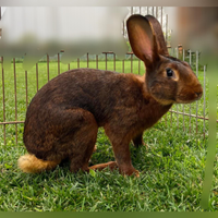 Giovani di Lepre belga rossa