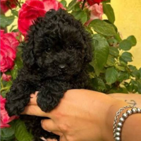 Barboncino nero Toy e mini toy