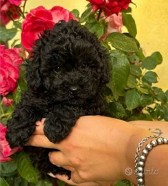 Barboncino nero Toy e mini toy