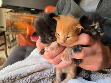 Stupendi gattini Maine coon