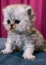 cucciolo gatto persiano FEMMINA 