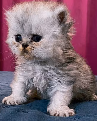 cucciolo gatto persiano FEMMINA 