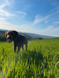 Lagotto Romagnolo per accoppiamento / monta