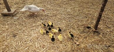 ANATRE MUTE: madre e pulcini
