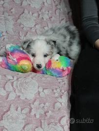 Cuccioli di Border Collie