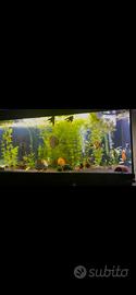 Discus
