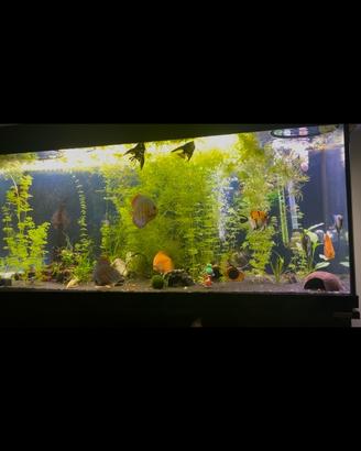 Discus