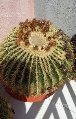 Cactus