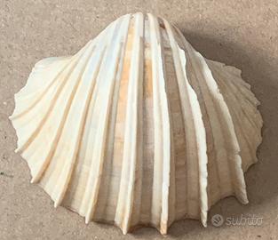 Conchiglia Bivalve Pettine Naturale 10 x 8 cm Acqu