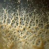 Starter/inoculo Microworms