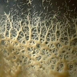 Starter/inoculo Microworms