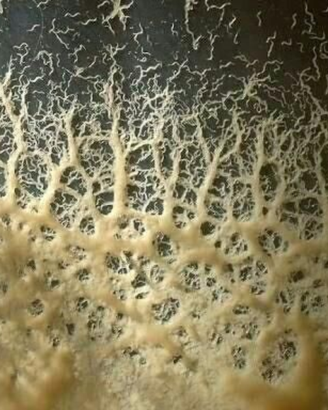 Starter/inoculo Microworms