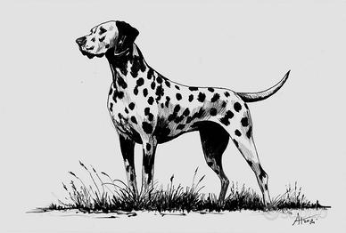 disegno a china dalmata