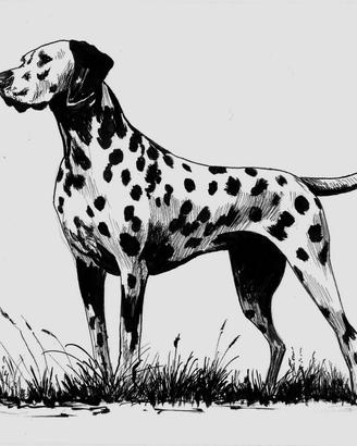 disegno a china dalmata