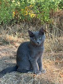 Splendidi gattini di 3 mesi