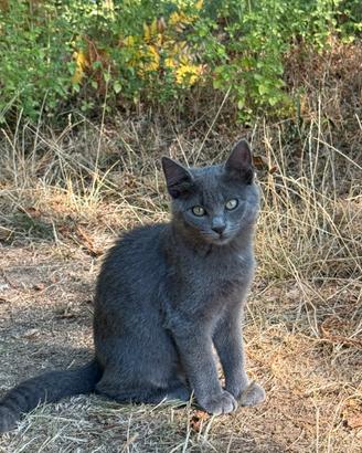 Splendidi gattini di 3 mesi