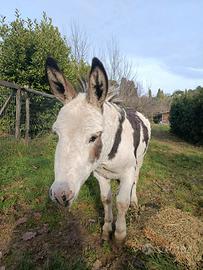 Asino di 3 anni