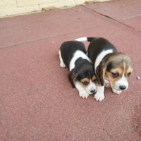 Beagle Elizabeth cuccioli