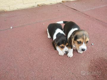 Beagle Elizabeth cuccioli