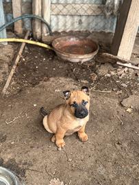 Gratis cuccioli di cane