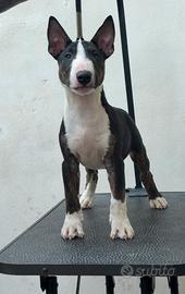 Bull terrier miniature